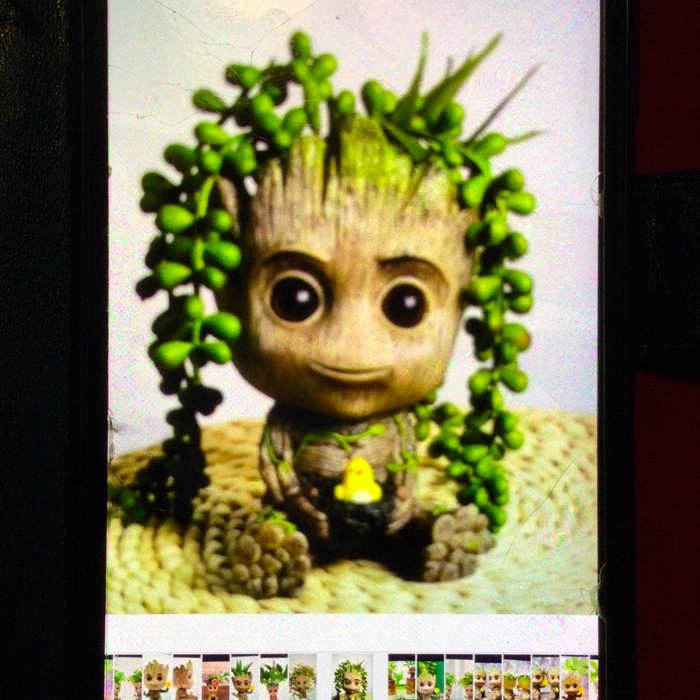 Baby chikie groot planter